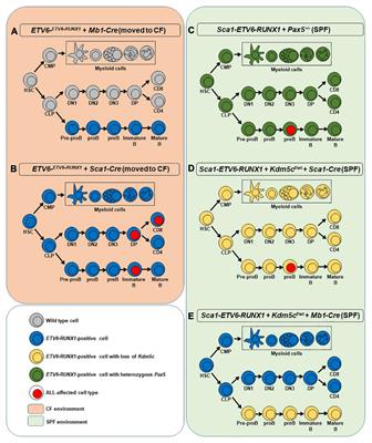 The Second Oncogenic Hit Determines the Cell Fate of ETV6-RUNX1 Positive Leukemia